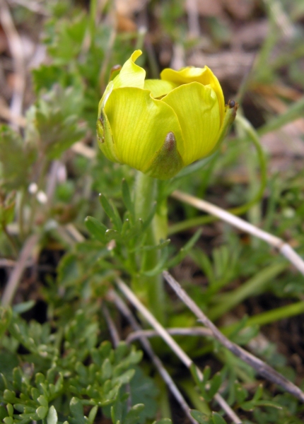 Ranunculus millefoliatus